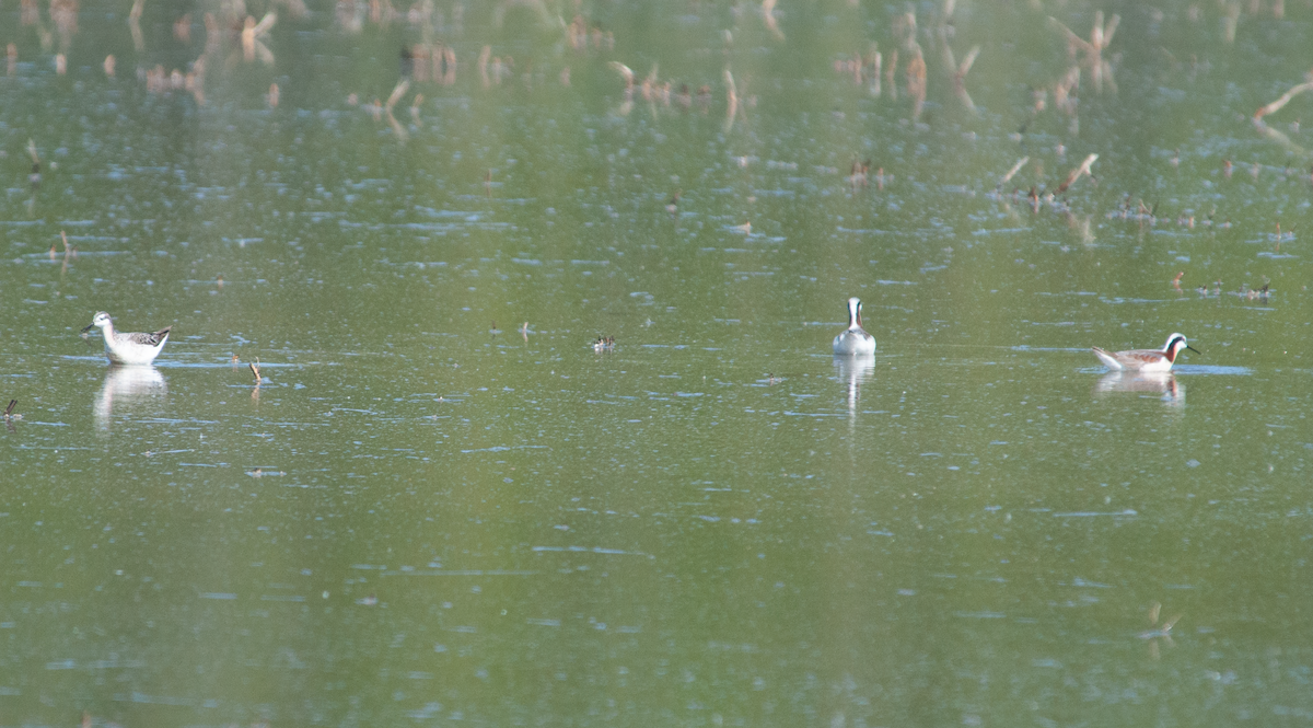 Wilson's Phalarope - ML619627679