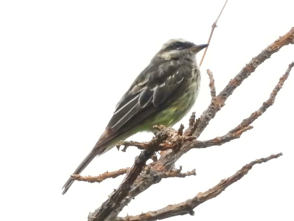 Piratic Flycatcher - Fernando Nunes