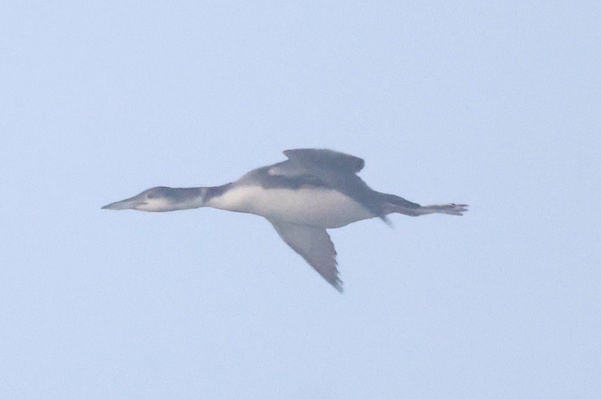 Common Loon - Dave Czaplak