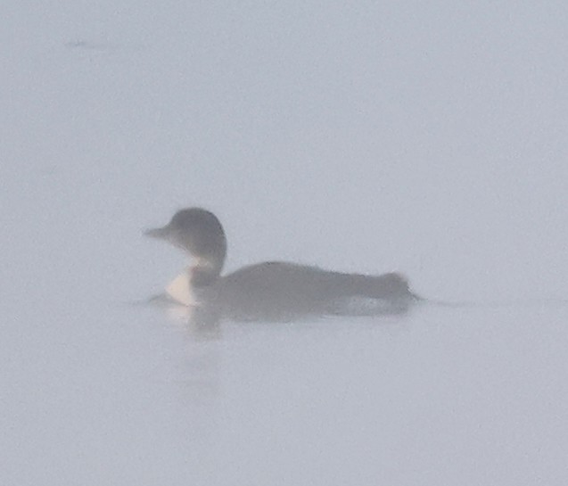 Common Loon - Dave Czaplak