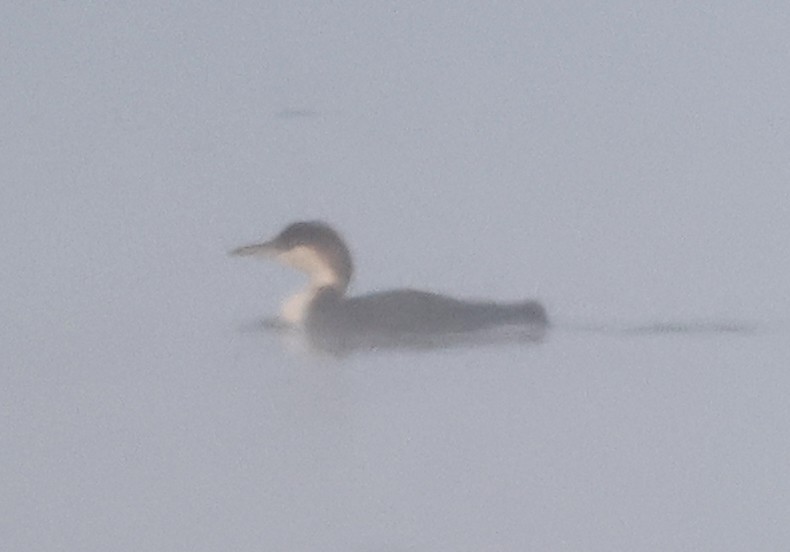 Common Loon - Dave Czaplak