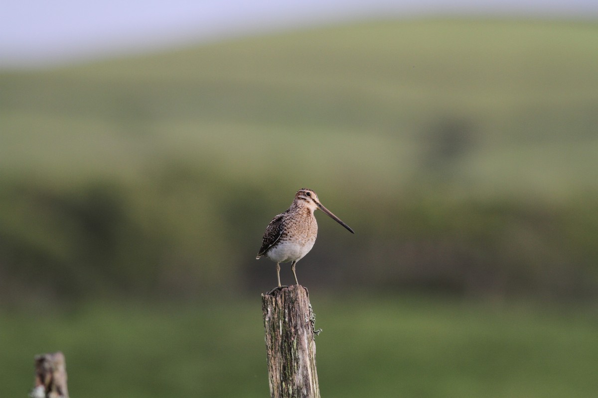 Common Snipe - ML619627692