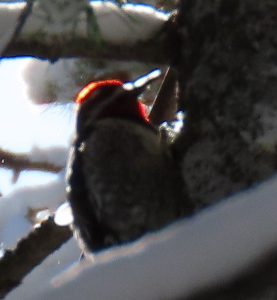 Red-naped Sapsucker - Catherine Hagen