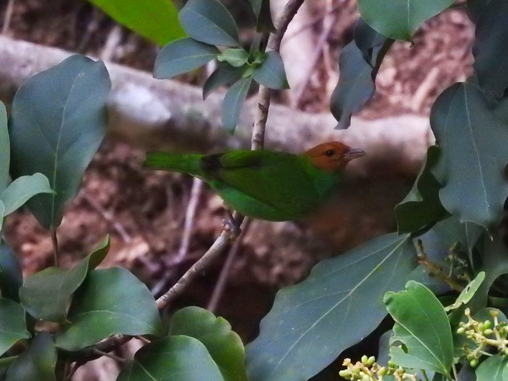 Bay-headed Tanager - Fernando Nunes