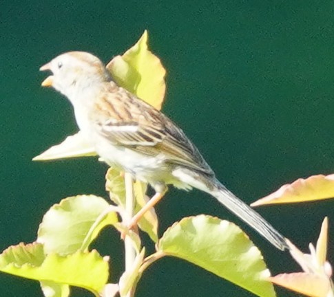 Field Sparrow - John McCallister