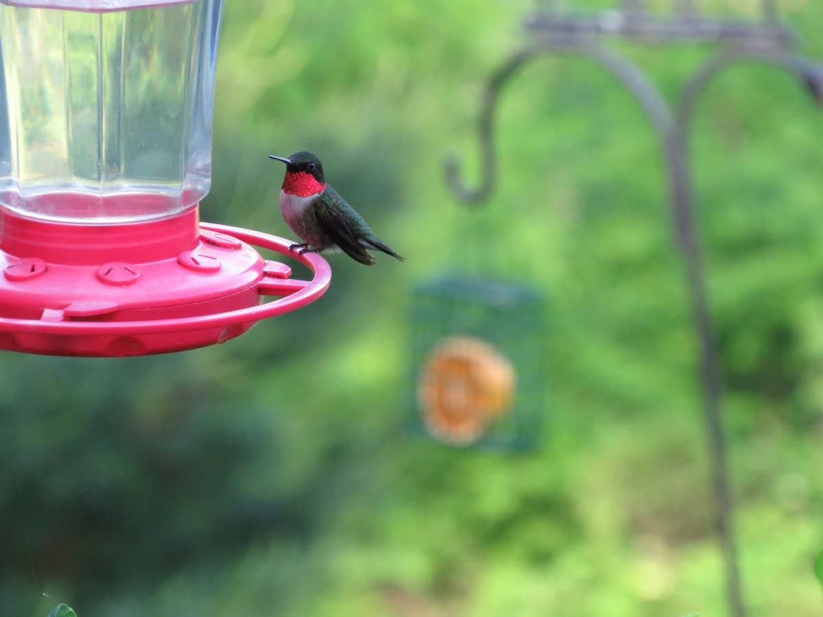 Ruby-throated Hummingbird - scott baldinger