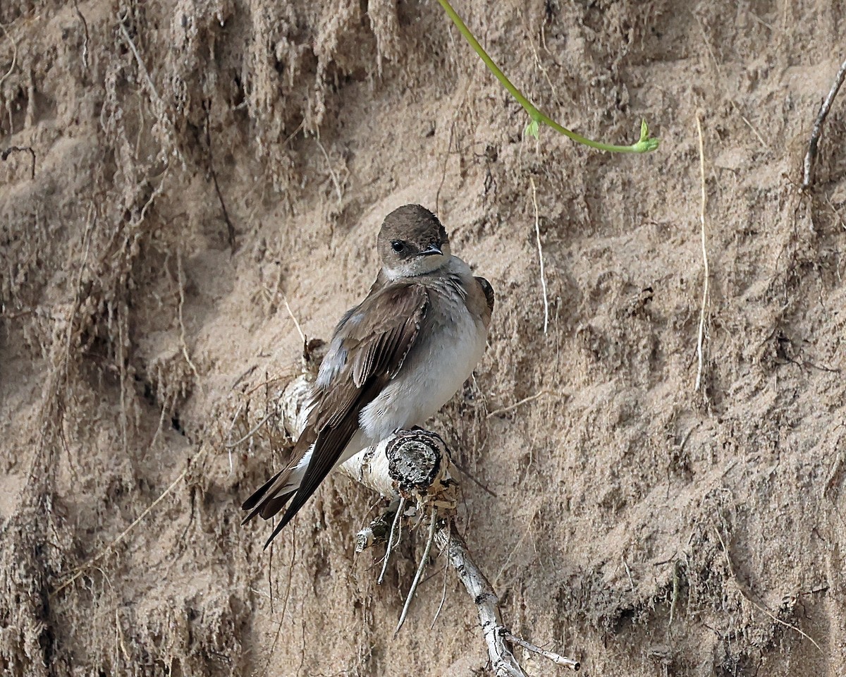 Northern Rough-winged Swallow (Northern) - Steven Mix