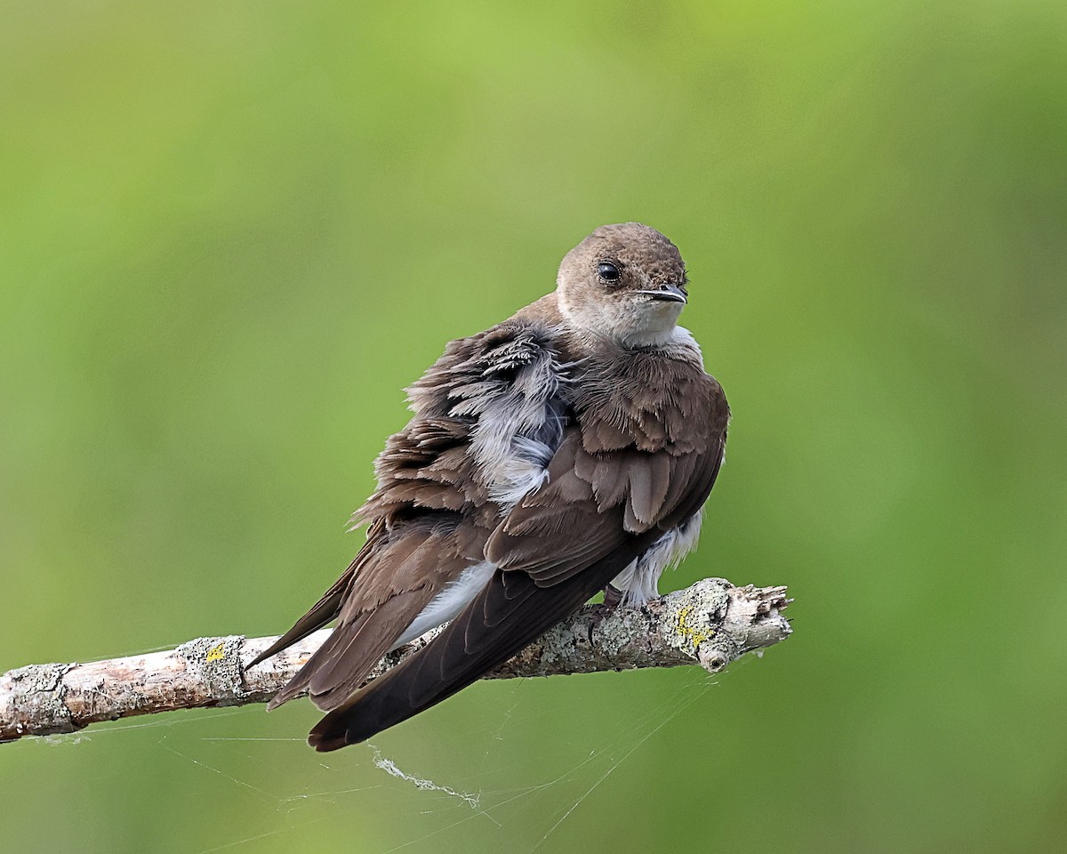 Northern Rough-winged Swallow (Northern) - ML619627702