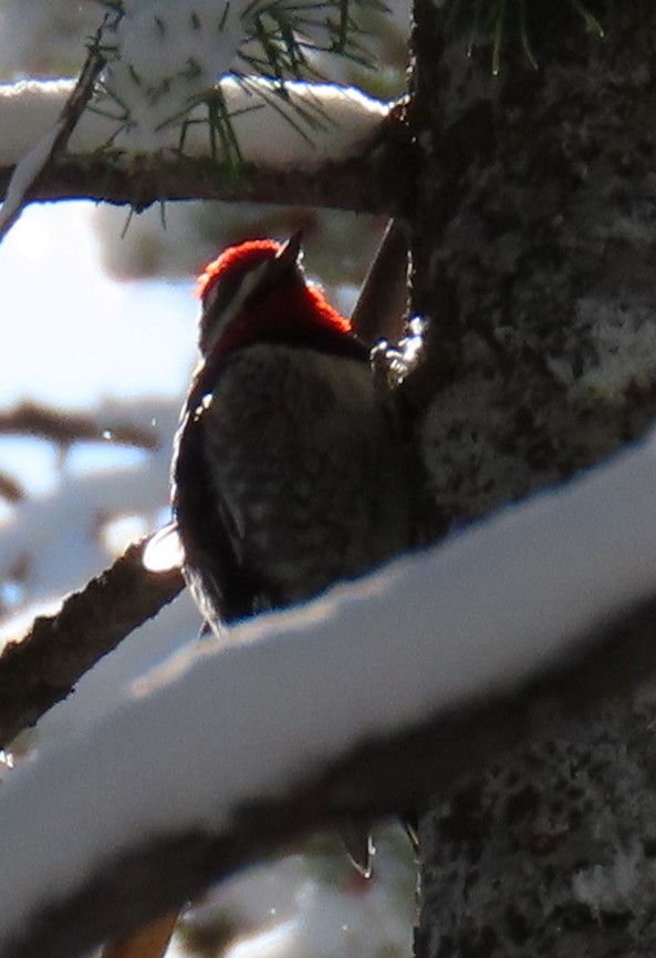 Red-naped Sapsucker - Catherine Hagen