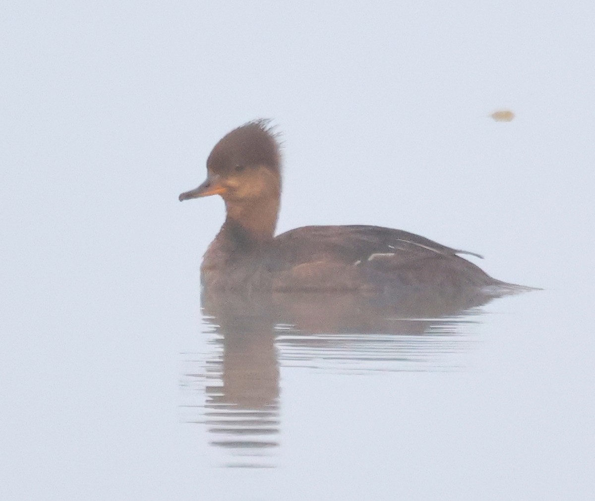 Hooded Merganser - Dave Czaplak