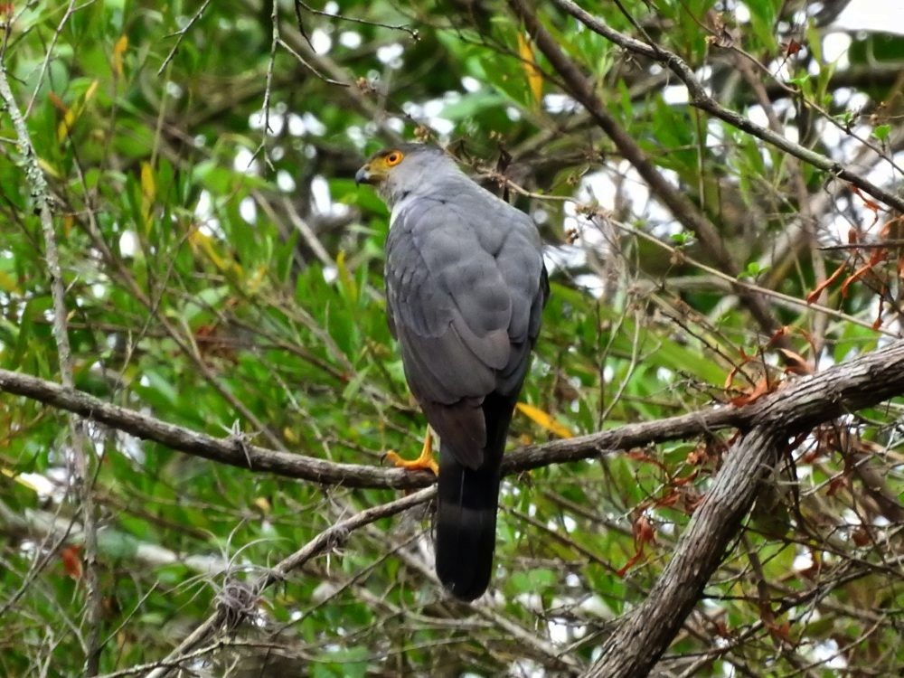 Bicolored Hawk - Fernando Nunes