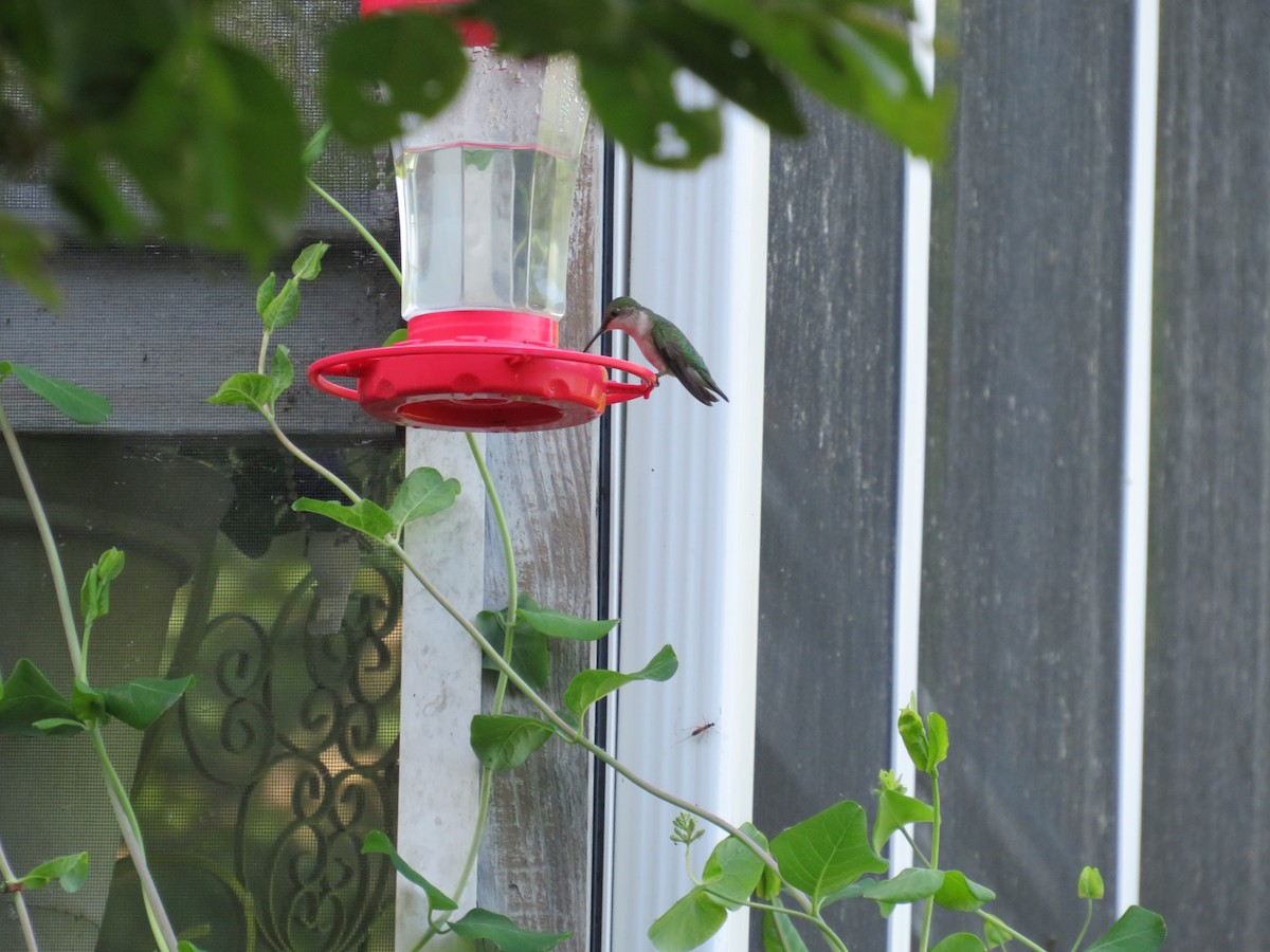 Ruby-throated Hummingbird - scott baldinger