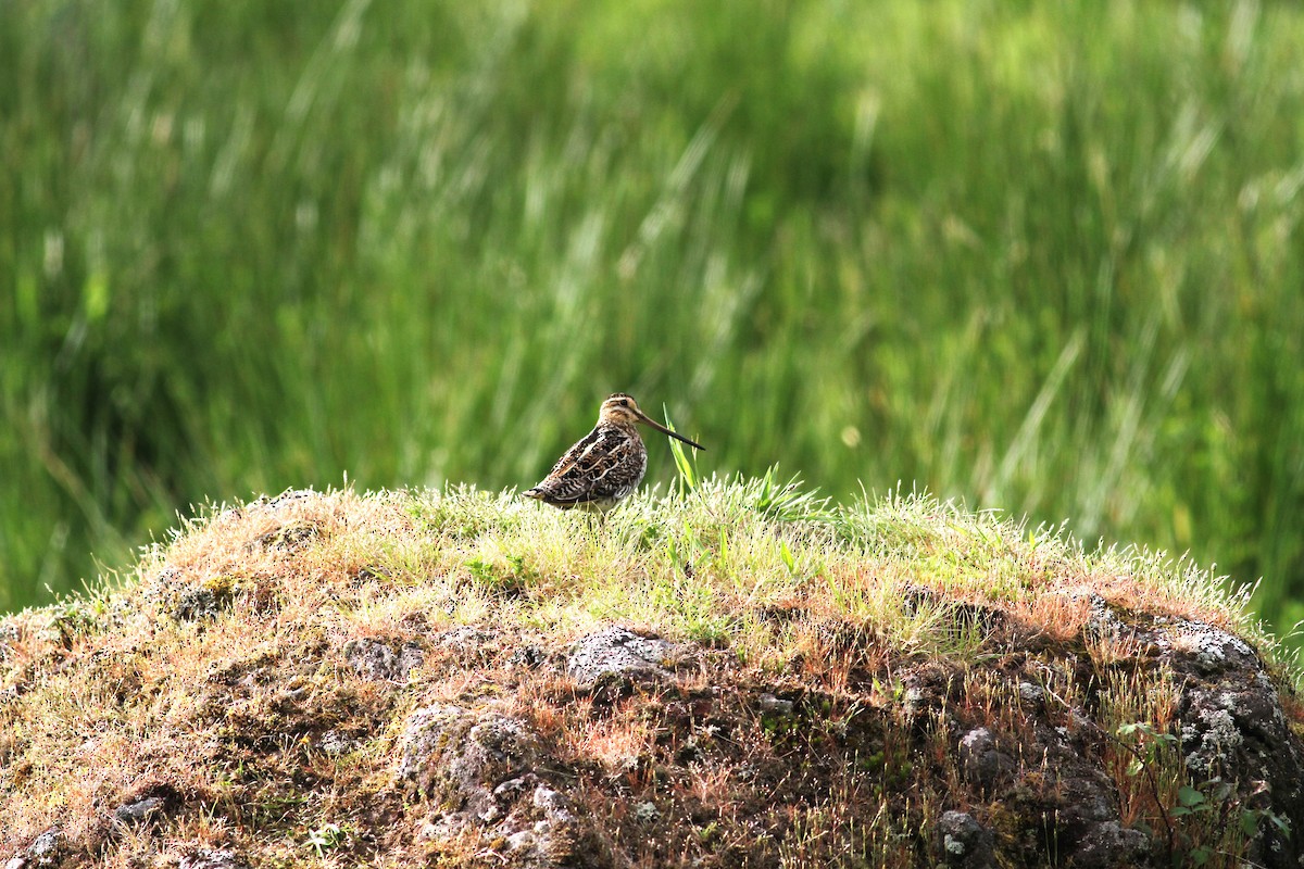 Common Snipe - ML619627711