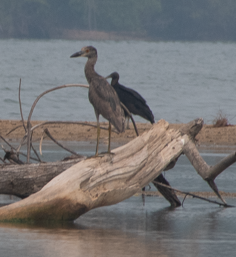 Yellow-crowned Night Heron - Autumn Rose