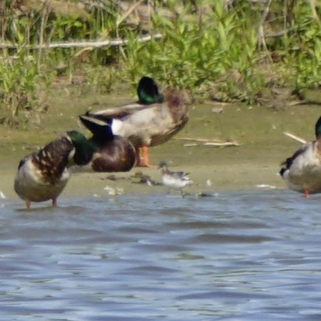 Red-necked Phalarope - ML619627719