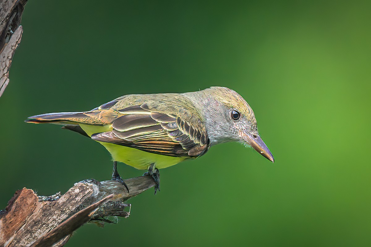 Great Crested Flycatcher - Janet Hix