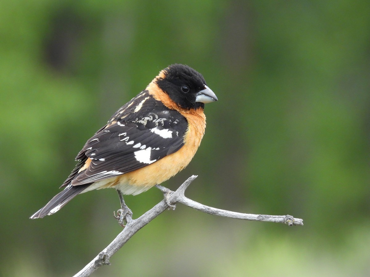 Black-headed Grosbeak - Tim Forrester