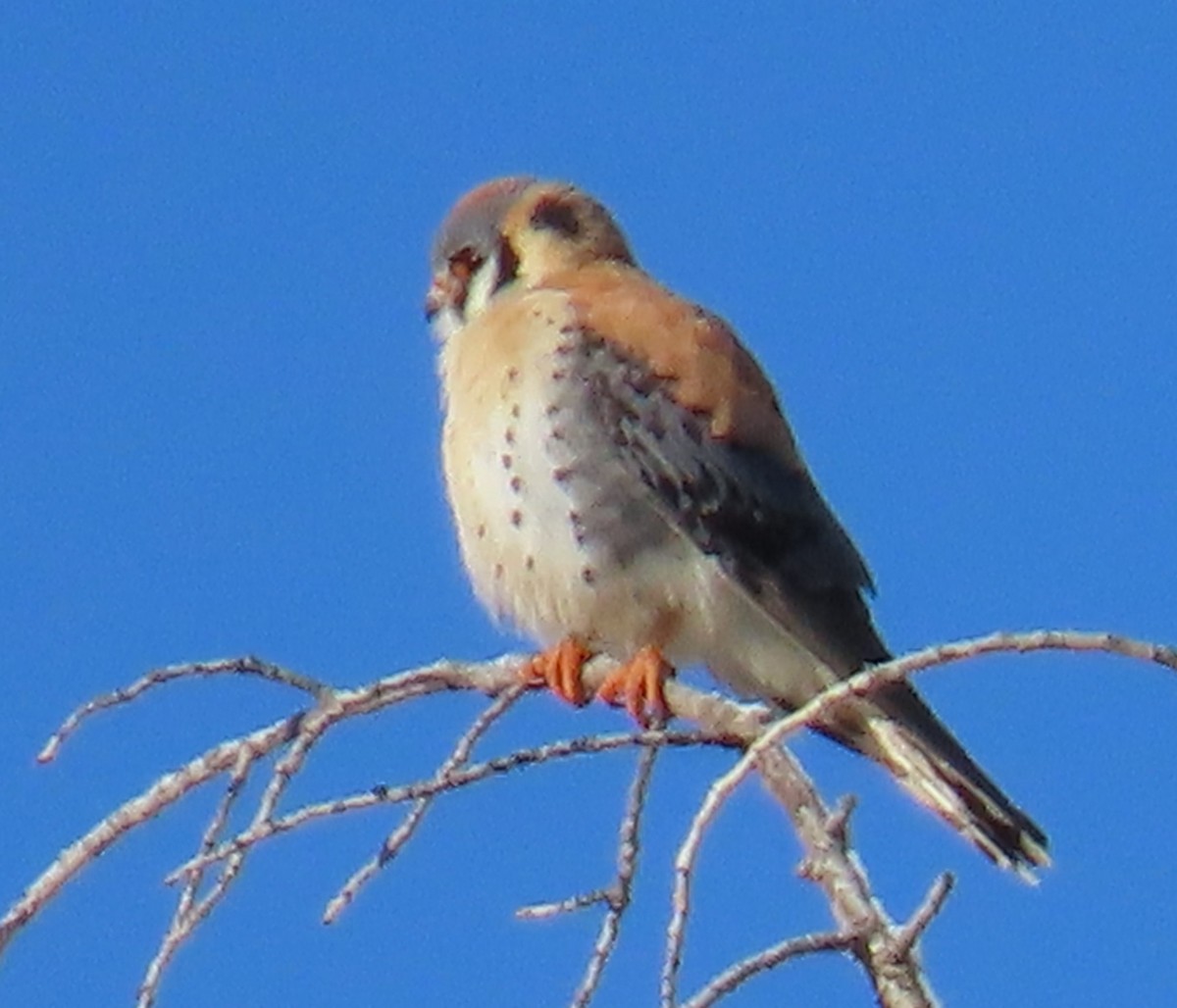 American Kestrel - Catherine Hagen