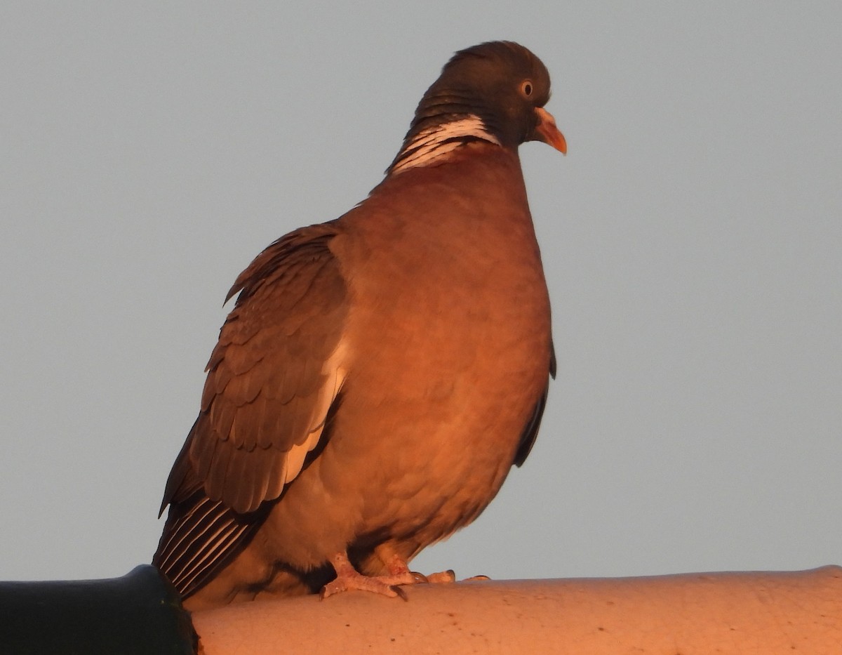 Common Wood-Pigeon - Eric R