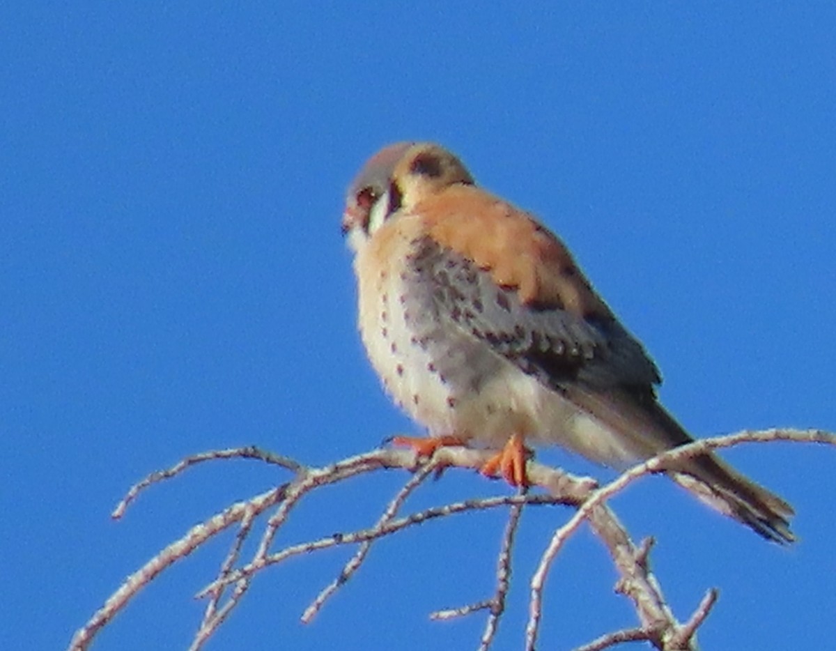 American Kestrel - Catherine Hagen