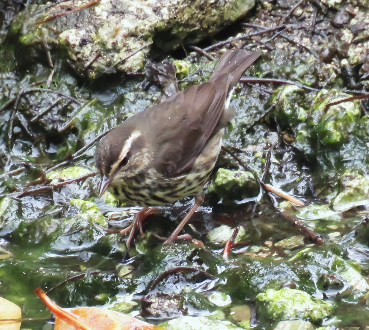 Louisiana Waterthrush - ML619627730