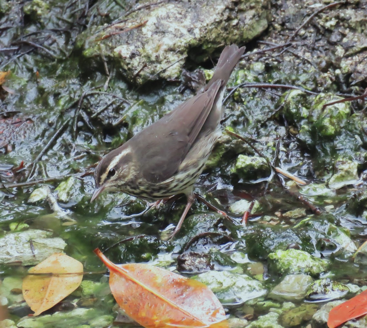 Louisiana Waterthrush - Scot Duncan