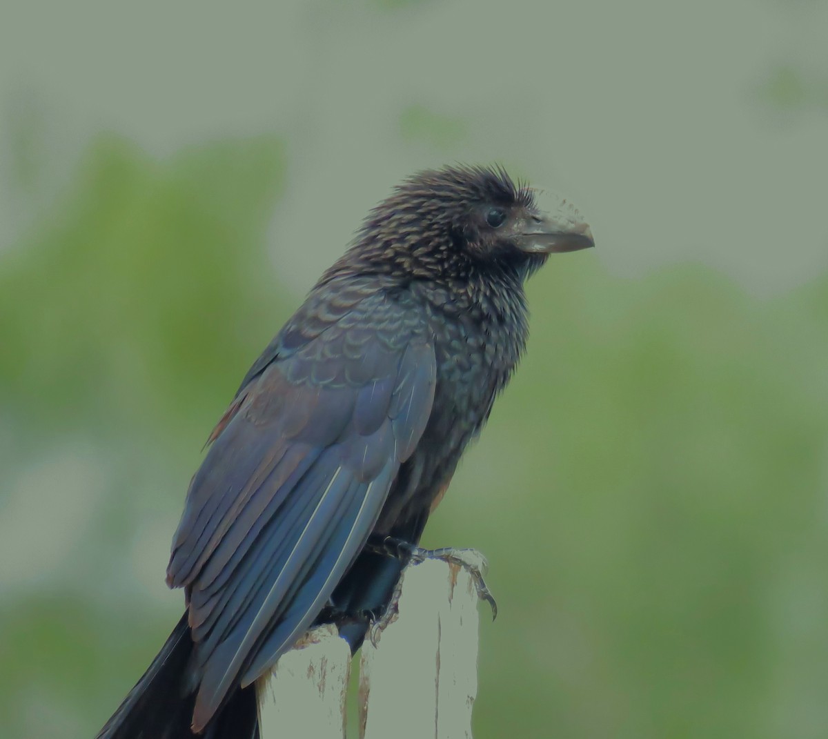 Smooth-billed Ani - ML619627735