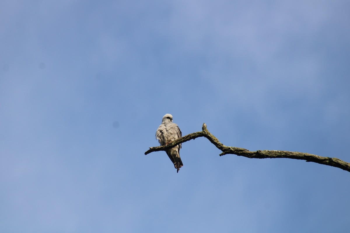 Mississippi Kite - Heather Clarke