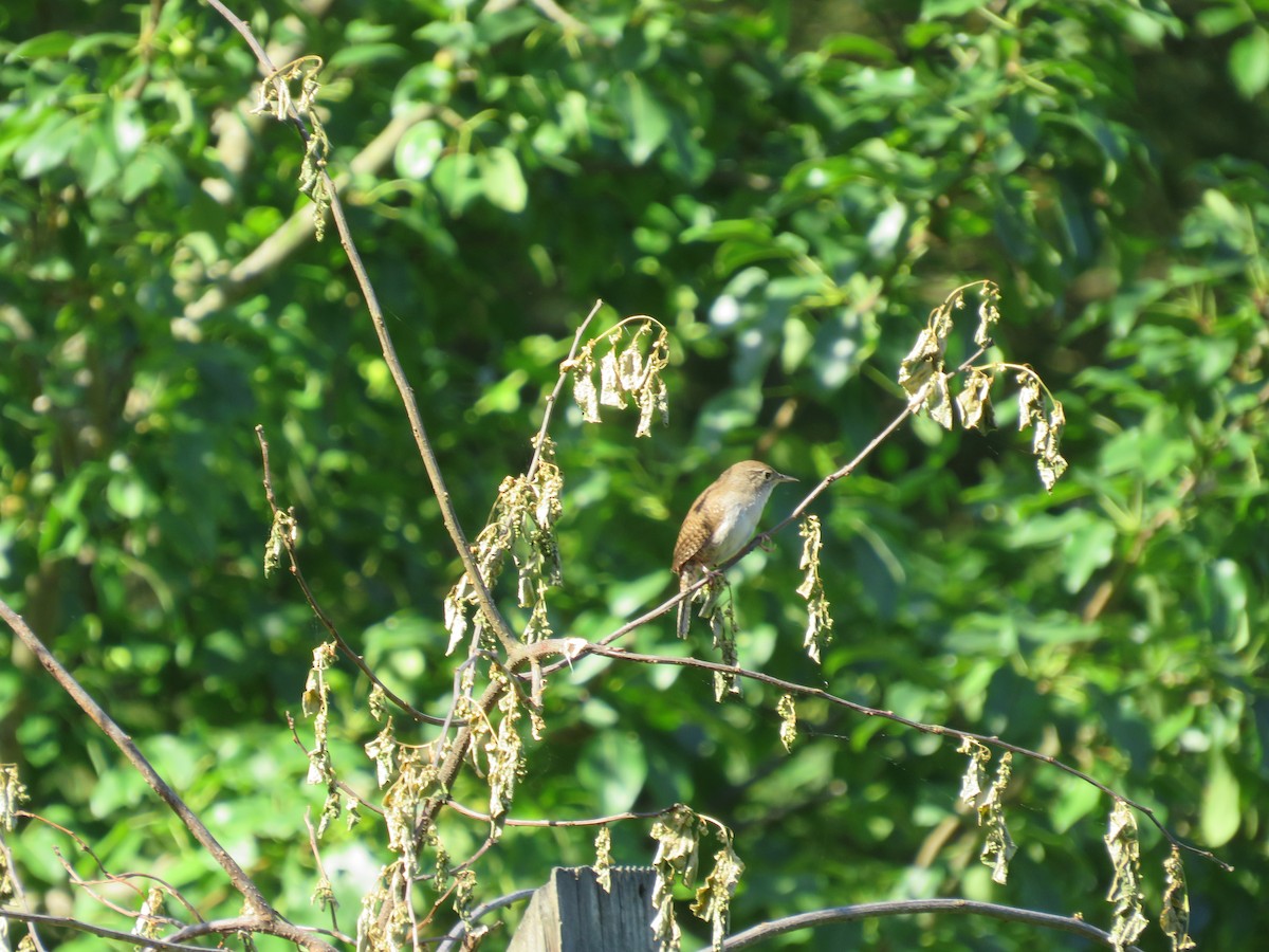 House Wren - scott baldinger