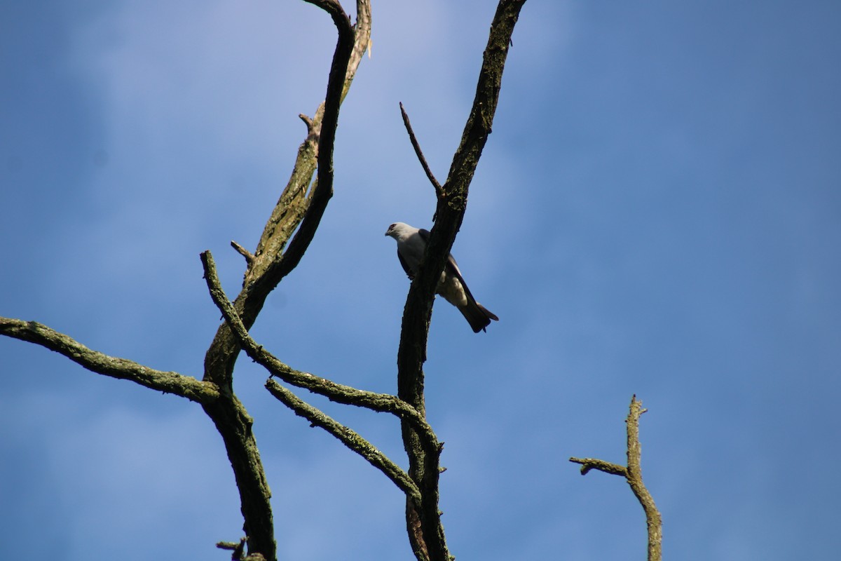 Mississippi Kite - Heather Clarke