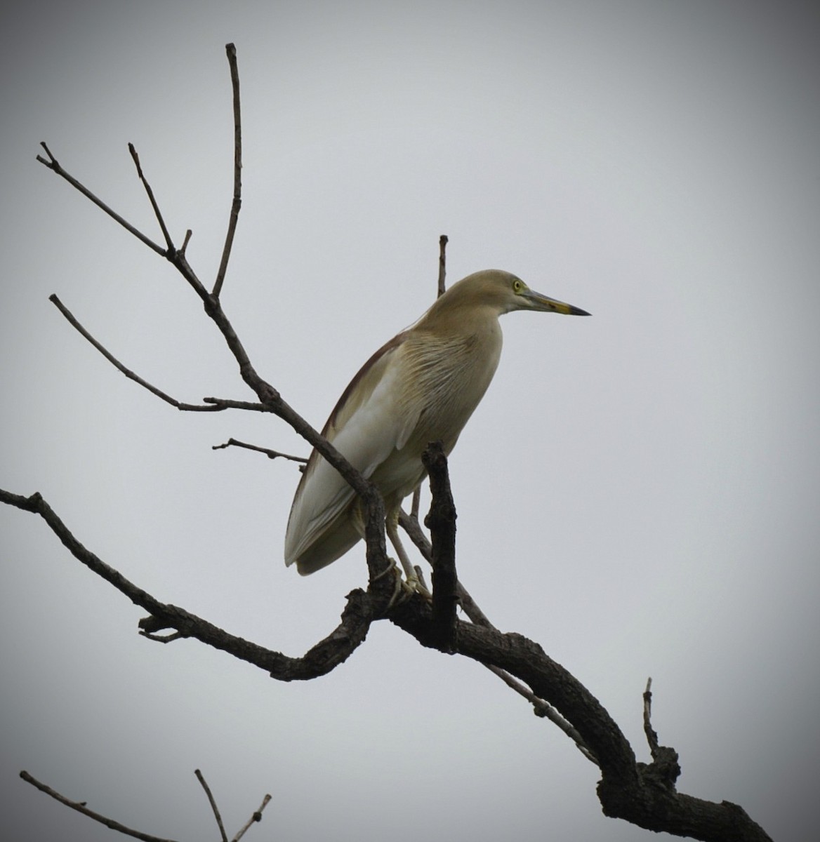 Indian Pond-Heron - ML619627779