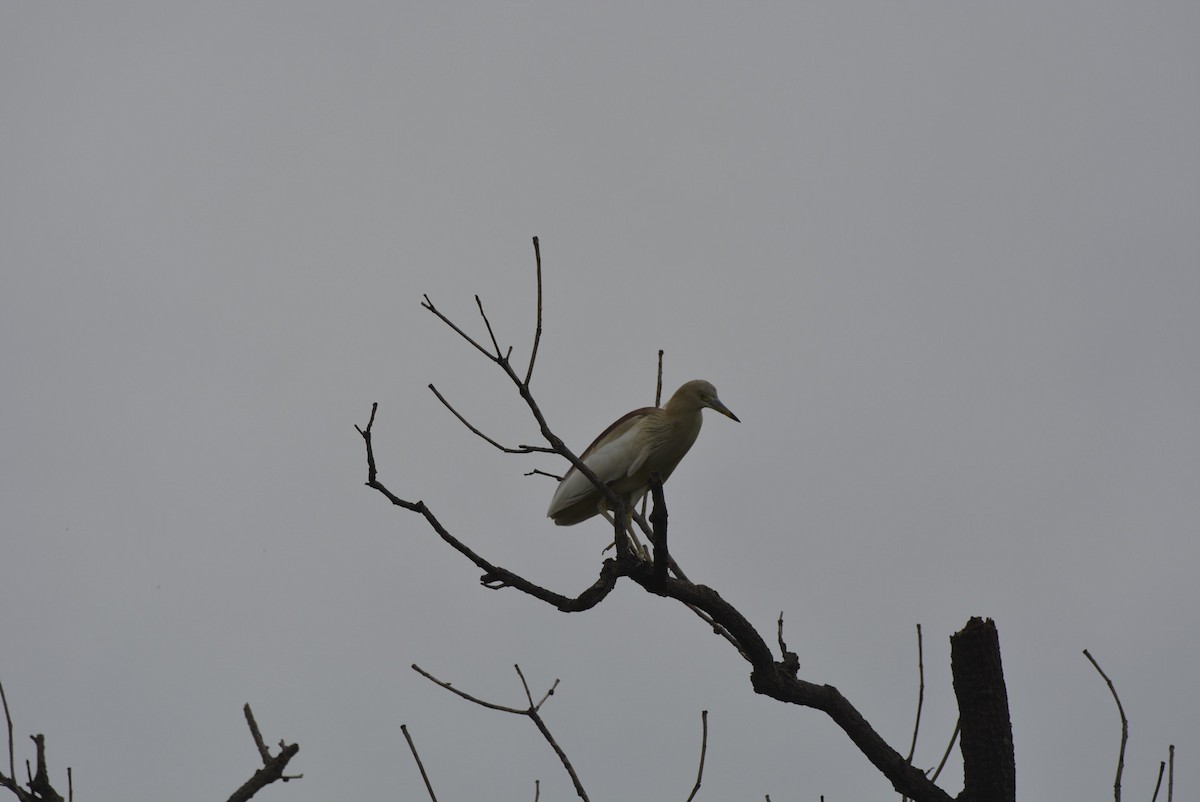 Indian Pond-Heron - Karthik Solanki