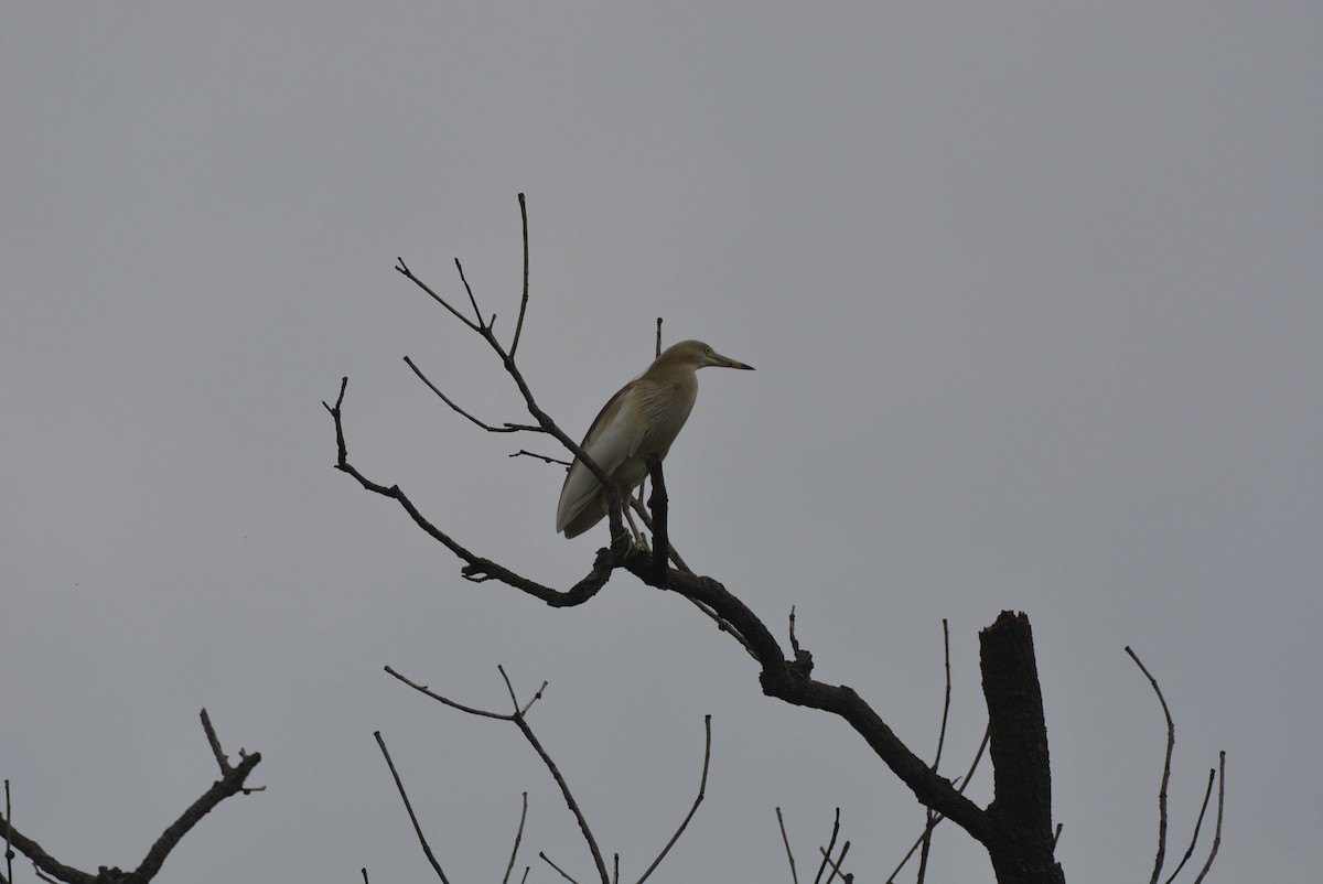 Indian Pond-Heron - Karthik Solanki