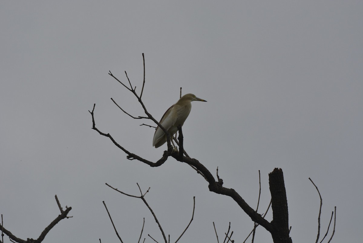 Indian Pond-Heron - ML619627781