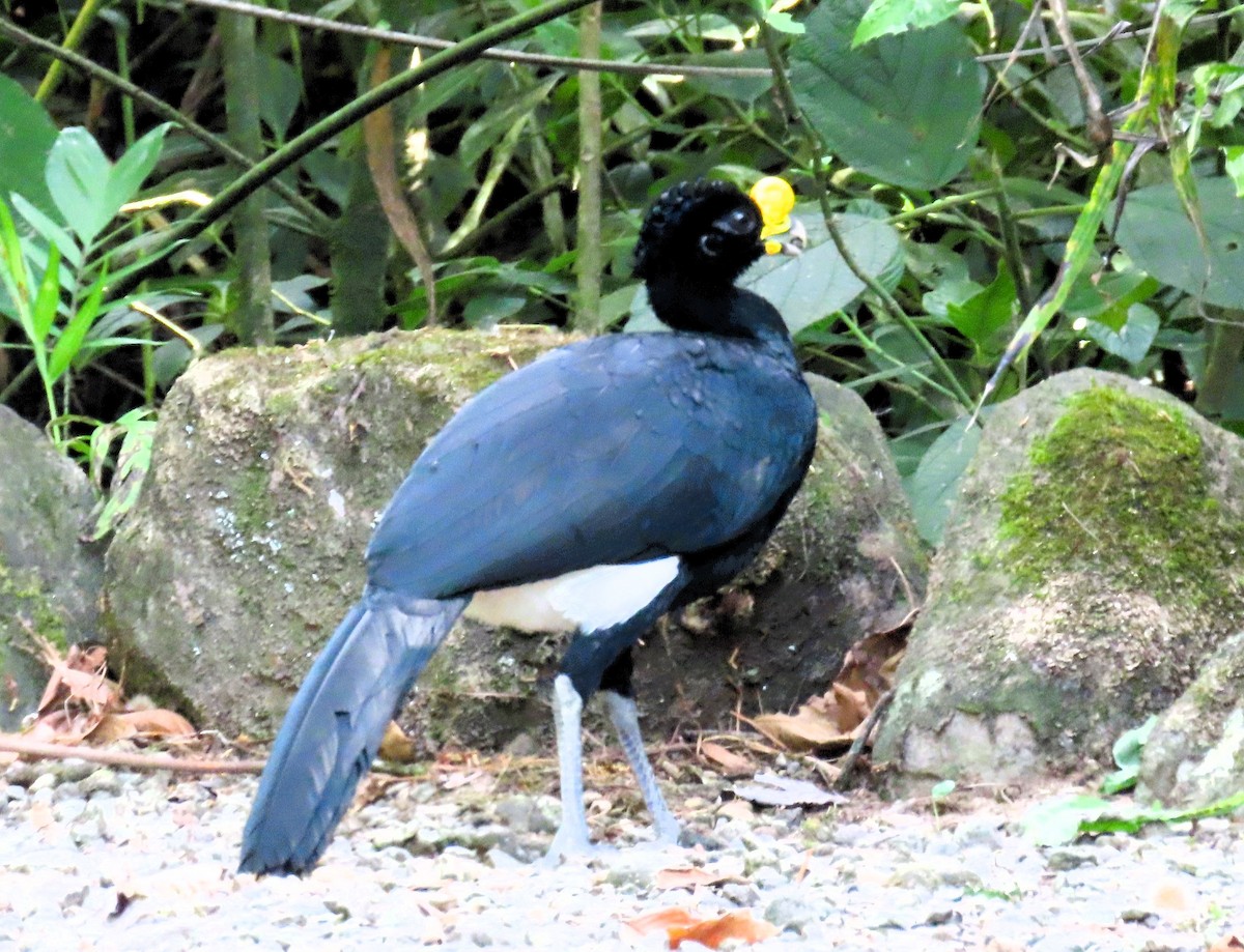 Great Curassow - John Kugler