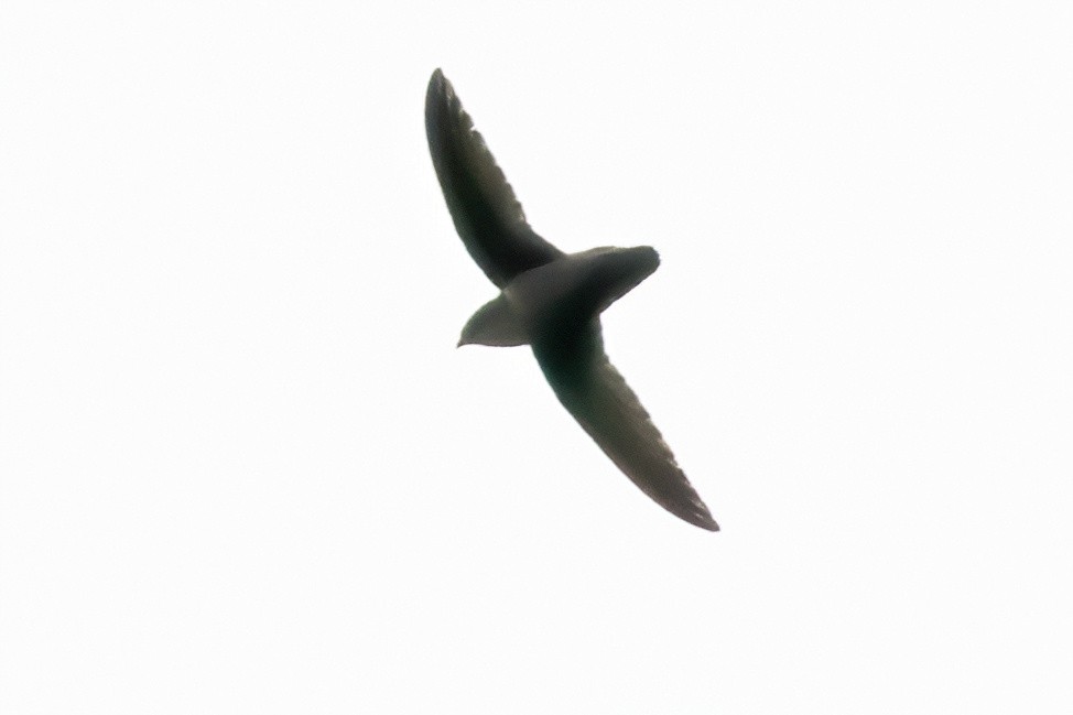 Chimney Swift - James Hoagland