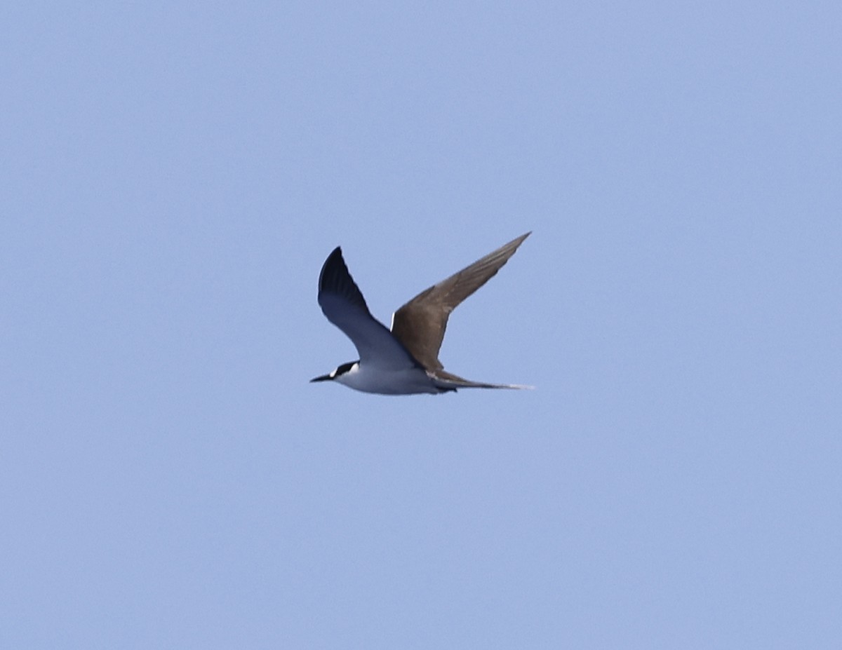 Sooty Tern - ML619627794