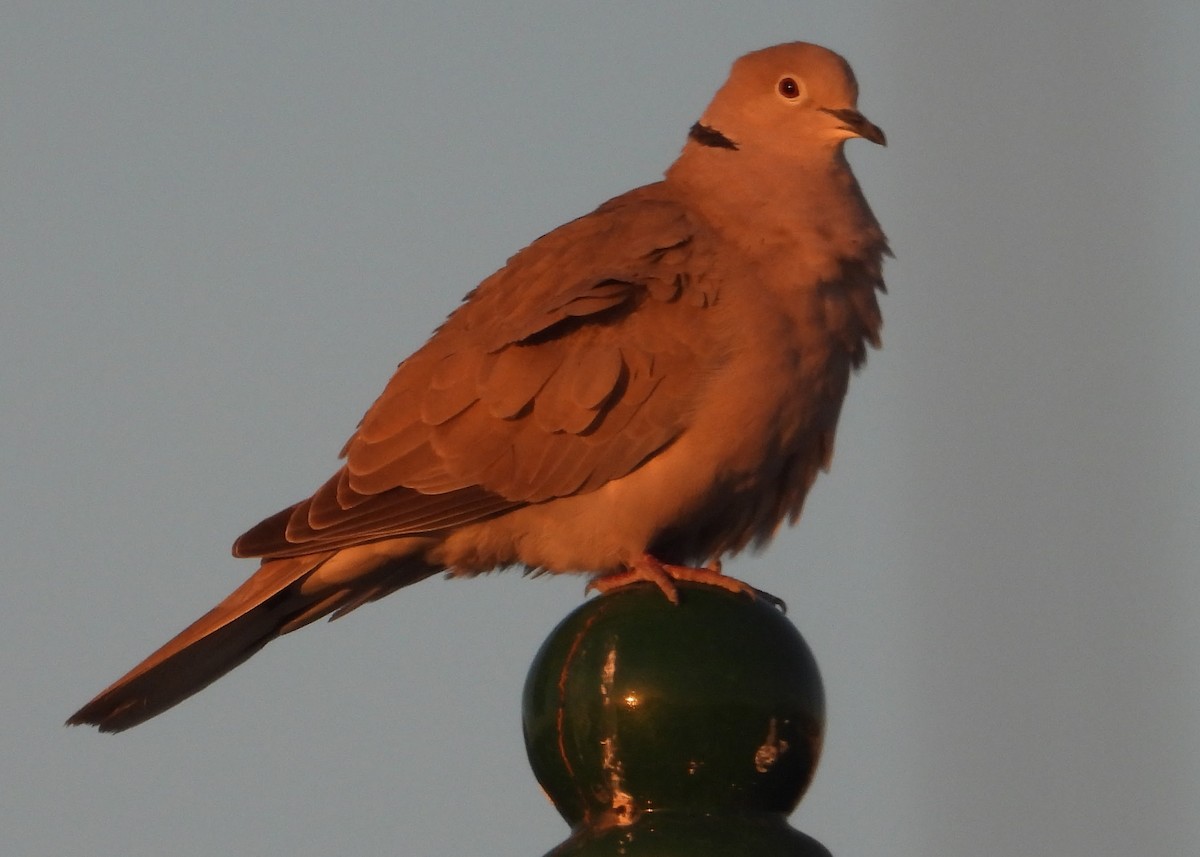 Eurasian Collared-Dove - Eric R