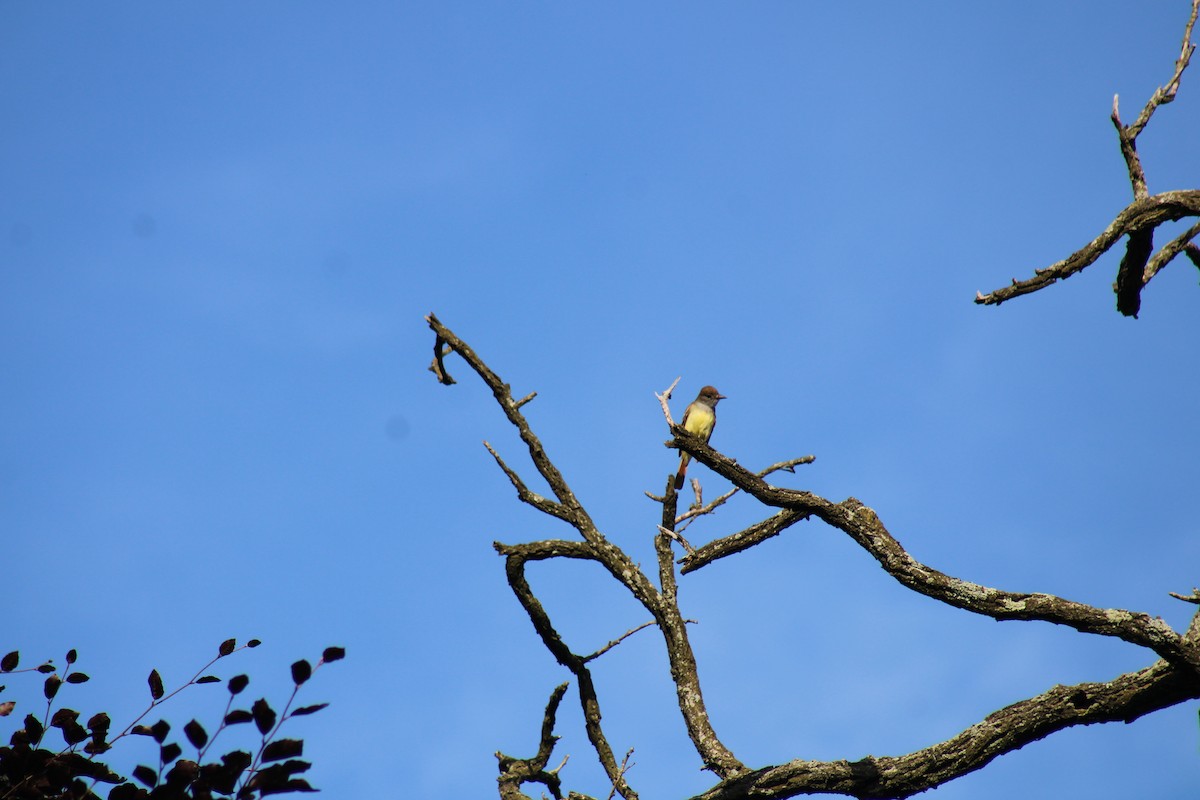 Great Crested Flycatcher - Heather Clarke