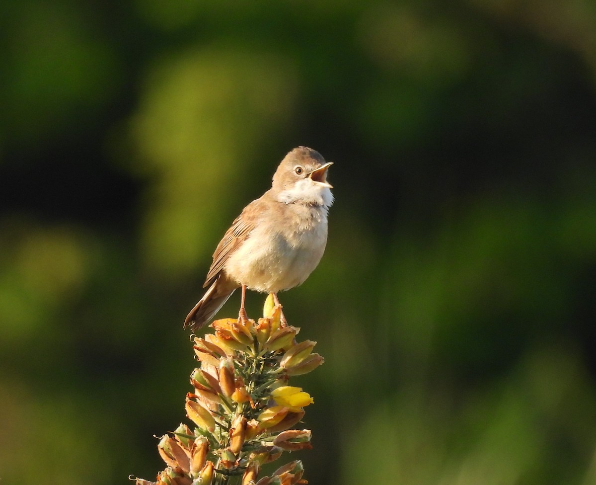 Greater Whitethroat - Gerald Moore