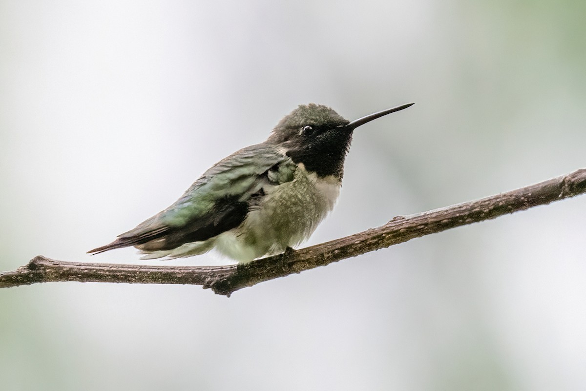 Ruby-throated Hummingbird - James Hoagland