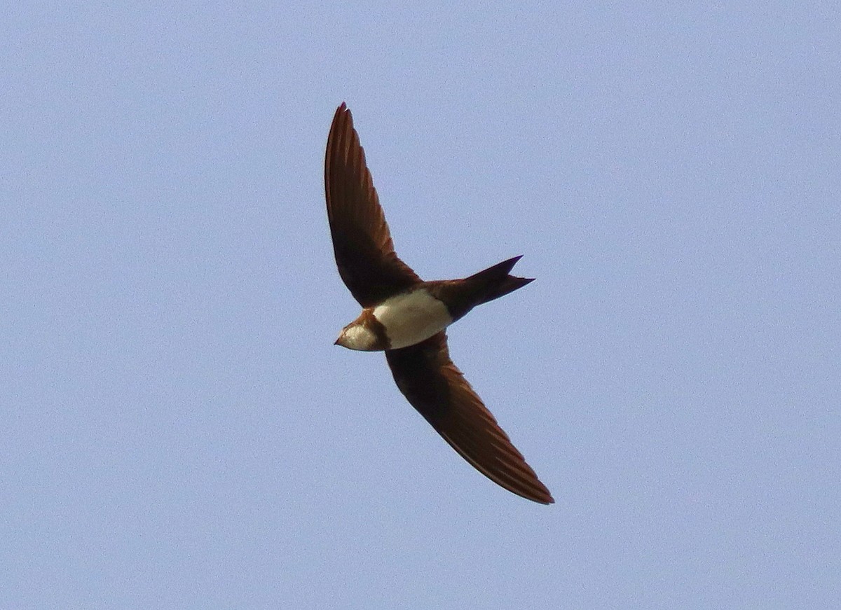 Alpine Swift - José Aurelio Hernández Ruiz