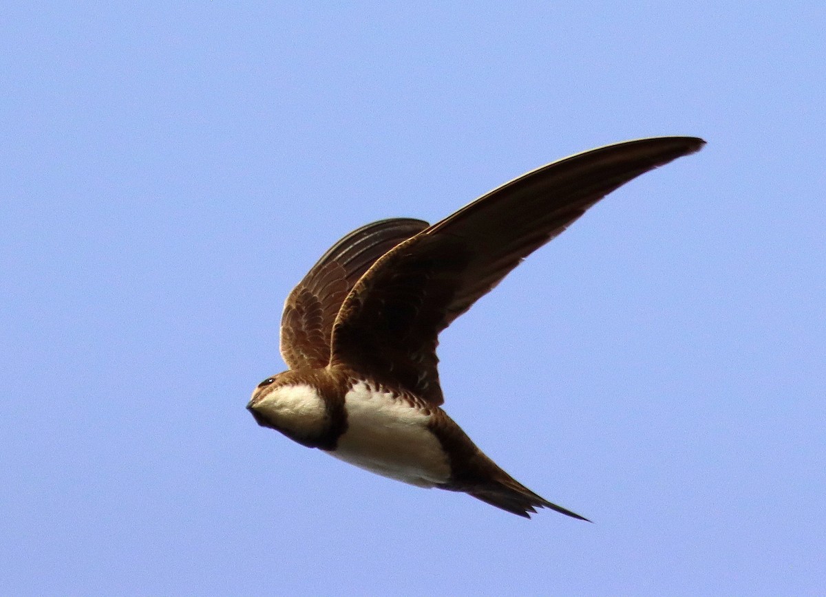 Alpine Swift - José Aurelio Hernández Ruiz