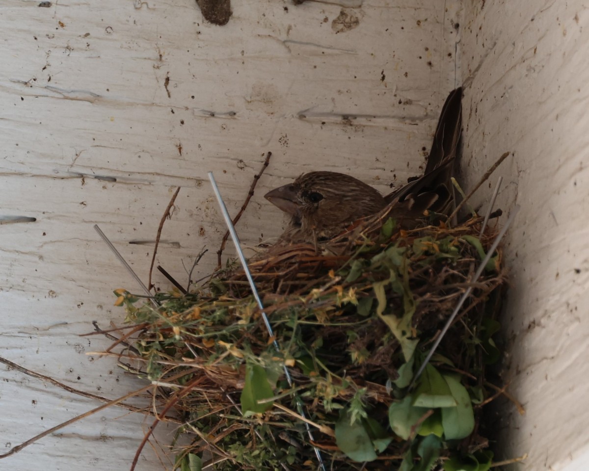 House Finch - Rita  Flores Wiskowski