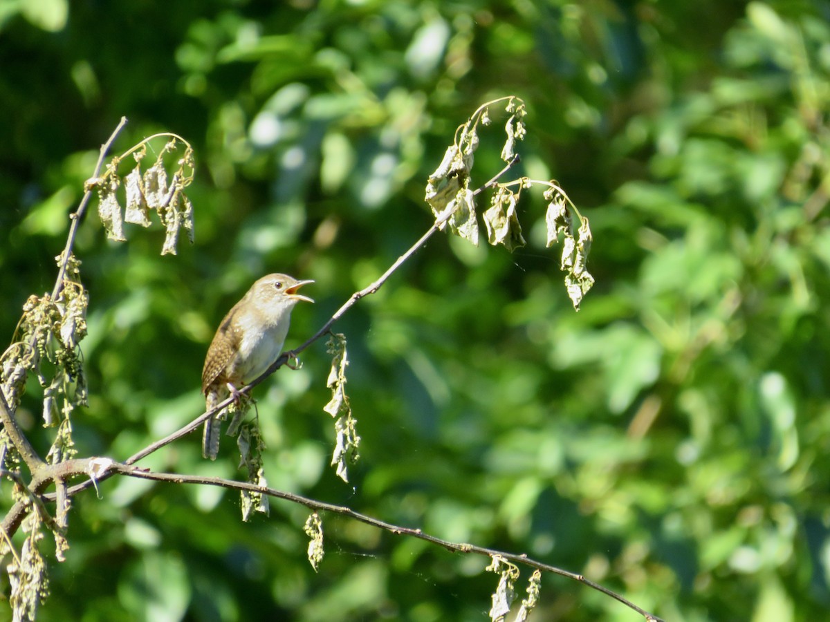 House Wren - scott baldinger