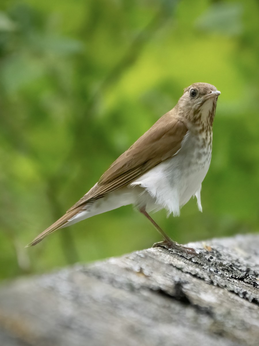 Veery - jason from Ontario