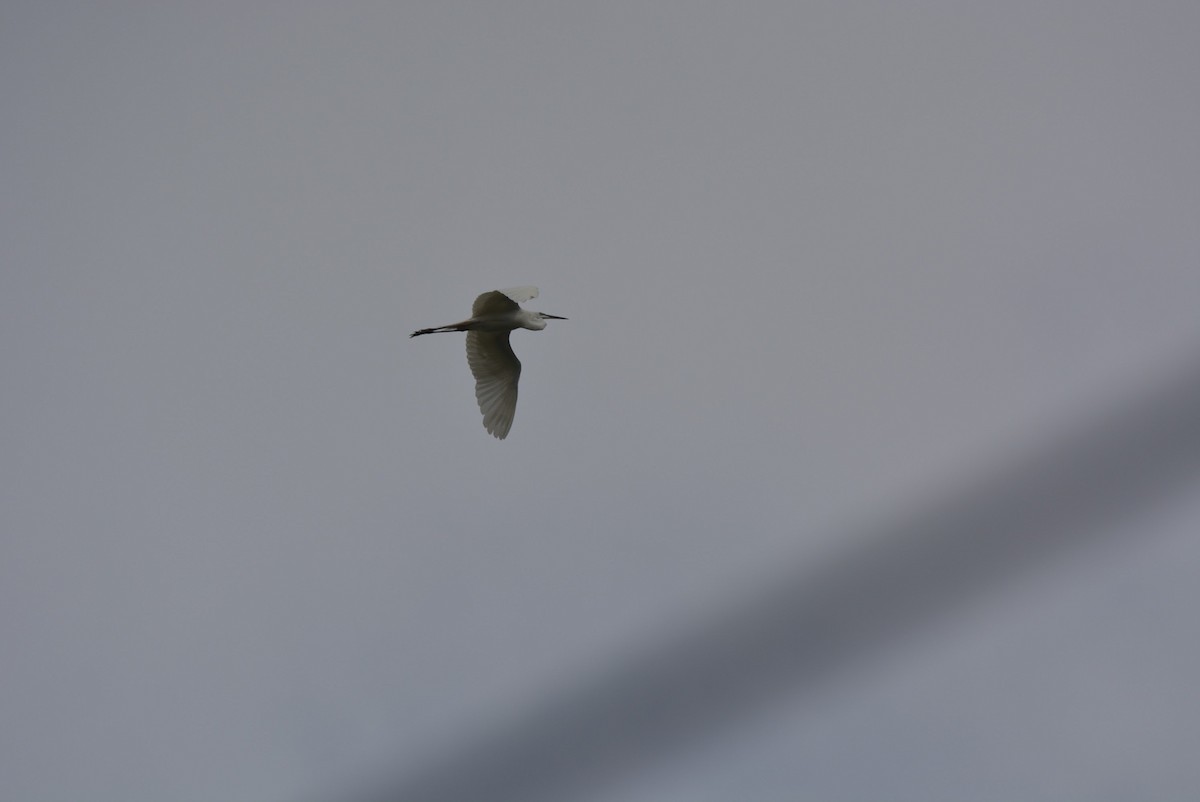 Great Egret - Karthik Solanki