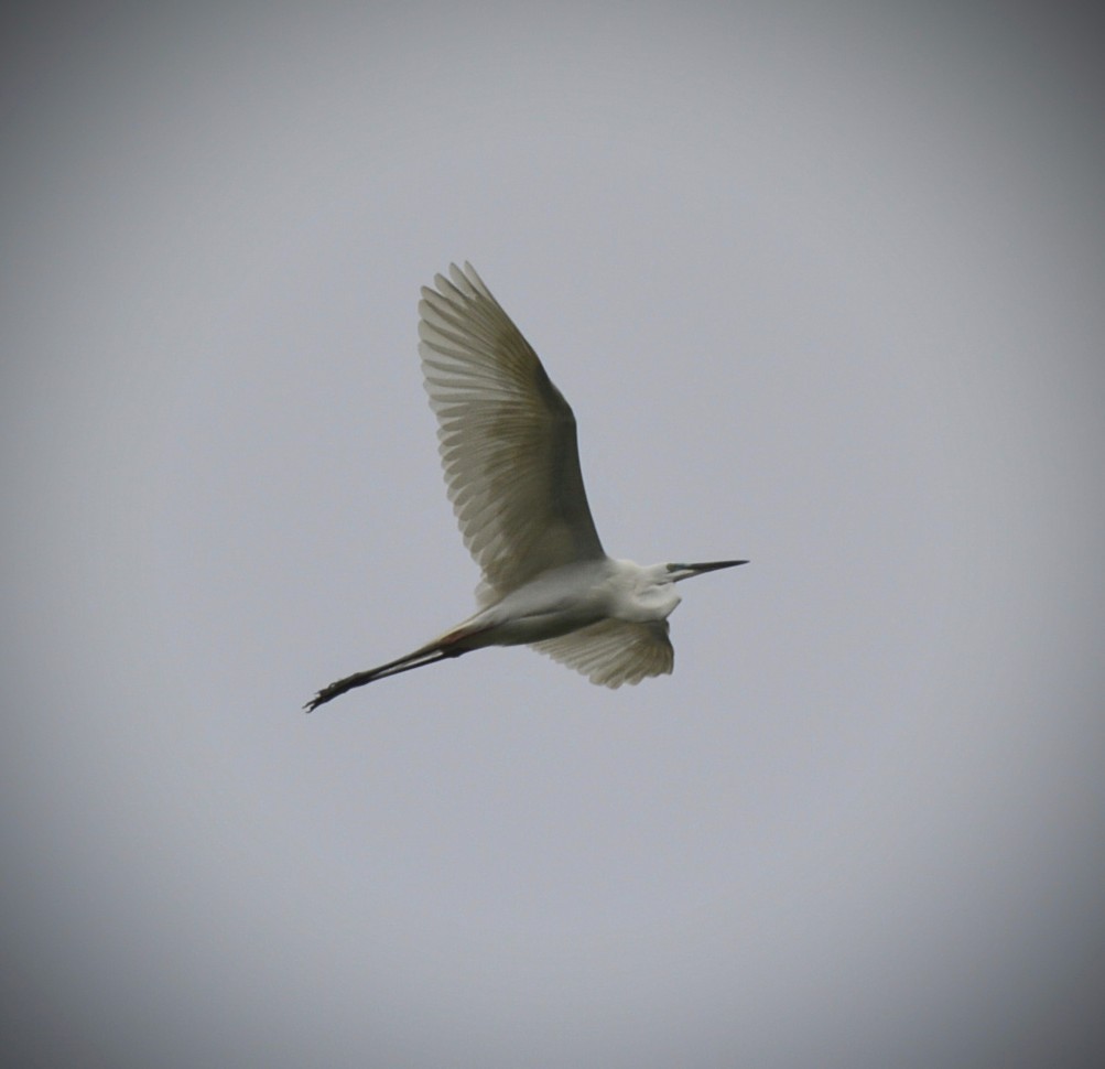 Great Egret - Karthik Solanki