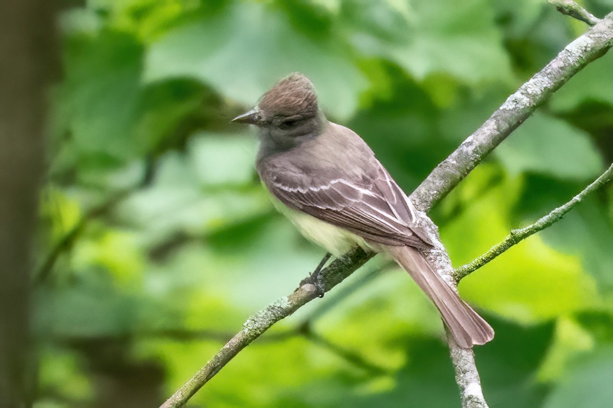 Great Crested Flycatcher - James Hoagland