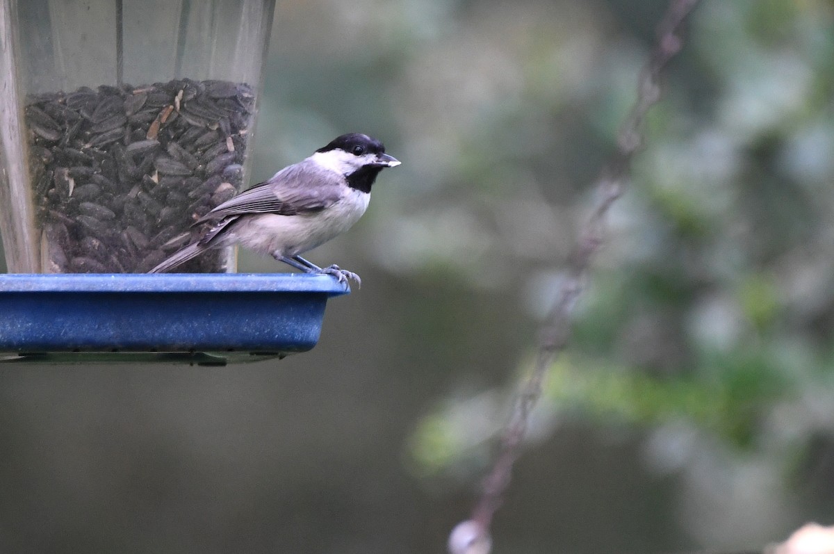 Carolina Chickadee - Kevin Smith